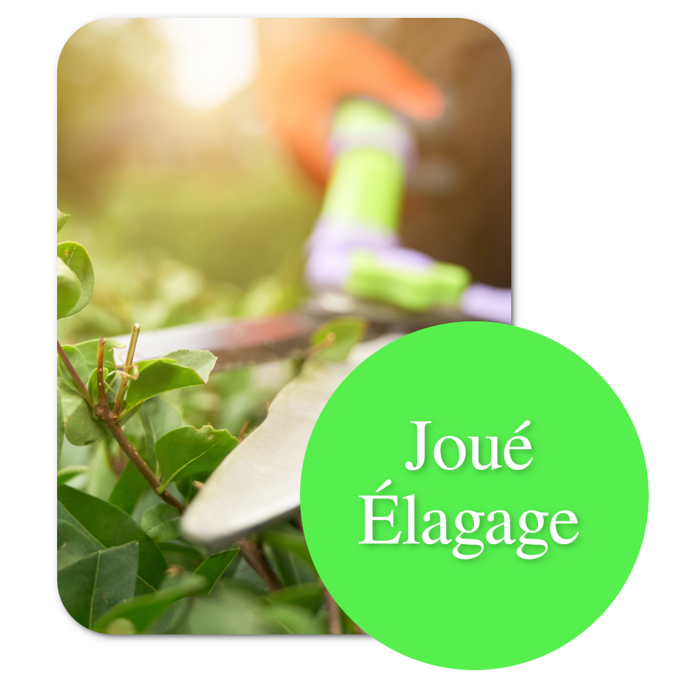 élagage joué-les-tours